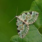 Prachtgrüner Bindenspanner (Colostygia pectinataria)