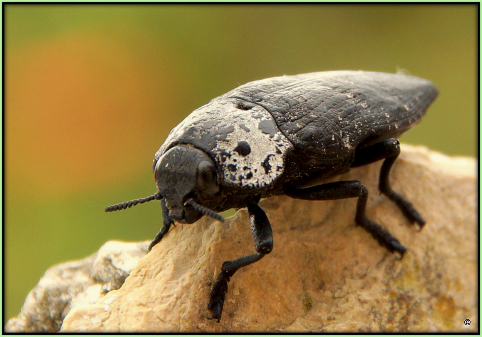 Prachtkäfer - Acmaeoderella Flavofasciata