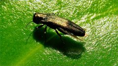 Prachtkäfer Agrilus viridis (6 mm lang) beim Flügelputzen