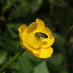 Prachtkäfer (Anthaxia sp.) auf kriechendem Hahnenfuß