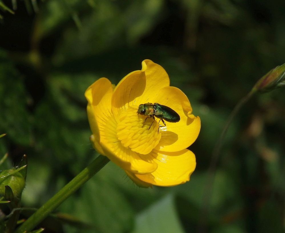 Prachtkäfer (Anthaxia sp.) auf kriechendem Hahnenfuß