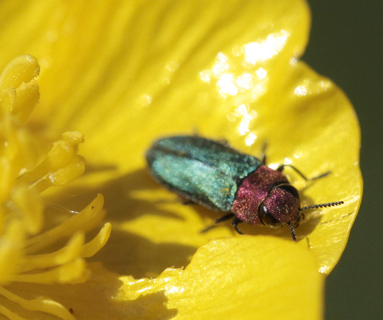  Prachtkäfer aus der Gattung Anthaxia.