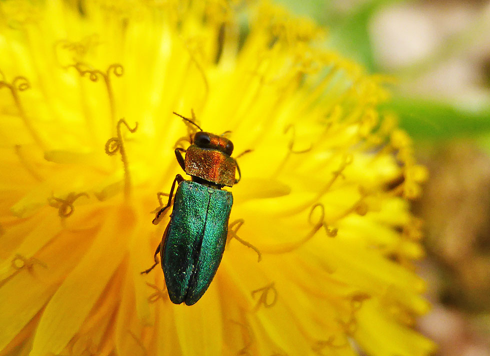 Prachtkäfer im April...