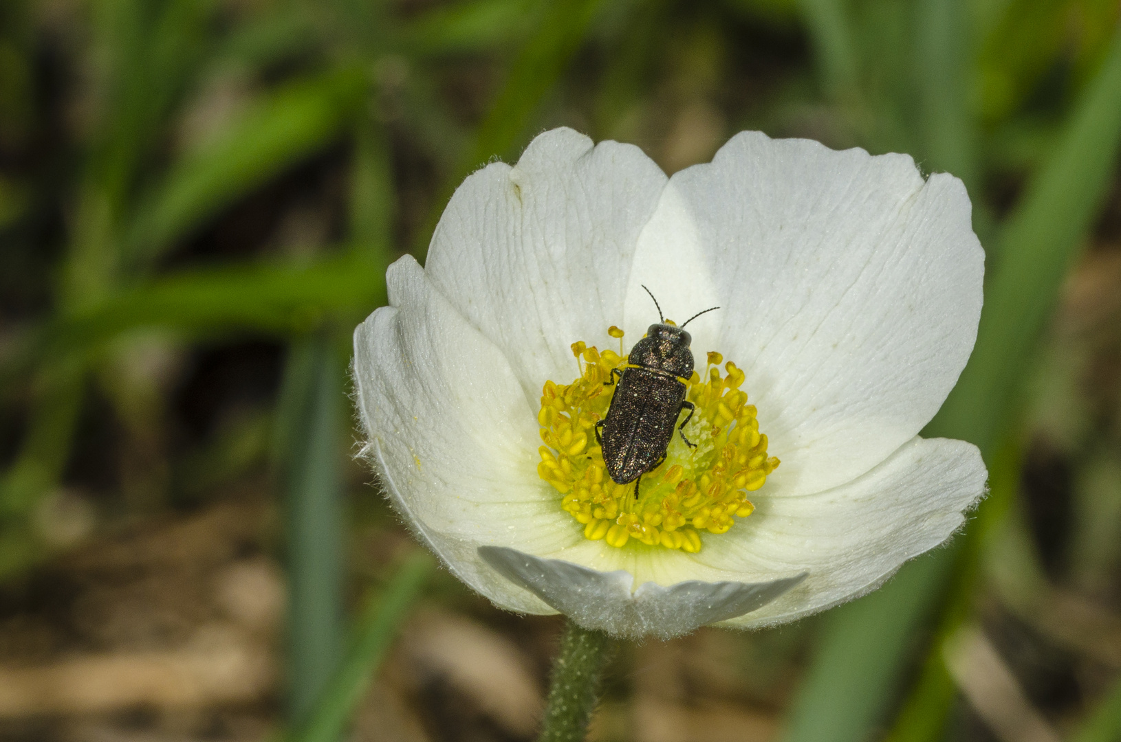 Prachtkäfer in einer Blüte des Großen windröschens (Anemone sylvestris)