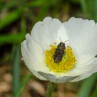 Prachtkäfer in einer Blüte des Großen windröschens (Anemone sylvestris)