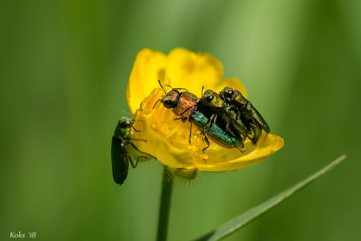 Prachtkäfer-Massenandrang