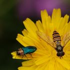 Prachtkäfer trifft Schwebfliege II