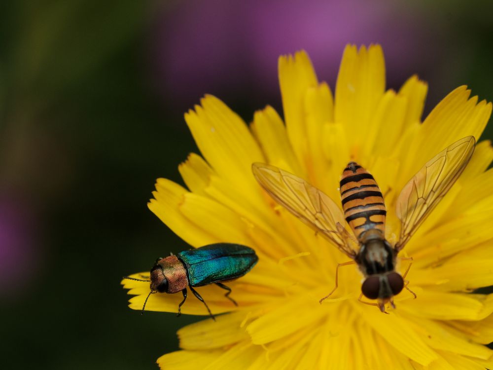 Prachtkäfer trifft Schwebfliege II