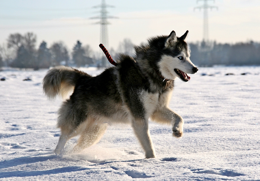 Prachtkerl im Schnee -3-