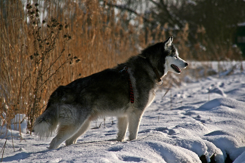 Prachtkerl im Schnee -4-