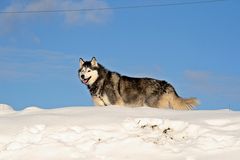 Prachtkerl im Schnee