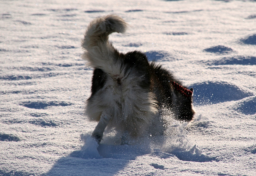 Prachtkerl im Schnee ..........