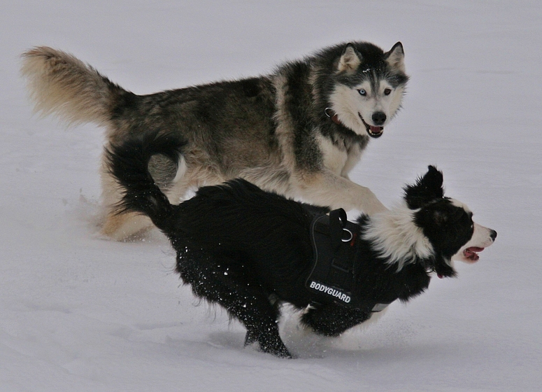 Prachtkerl im Schnee mit .........