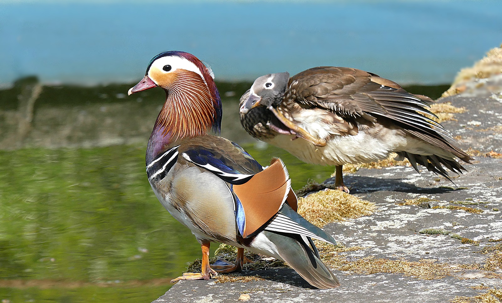 Prachtkerl mit Weibchen!