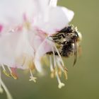 Prachtkerze für Pollensammler
