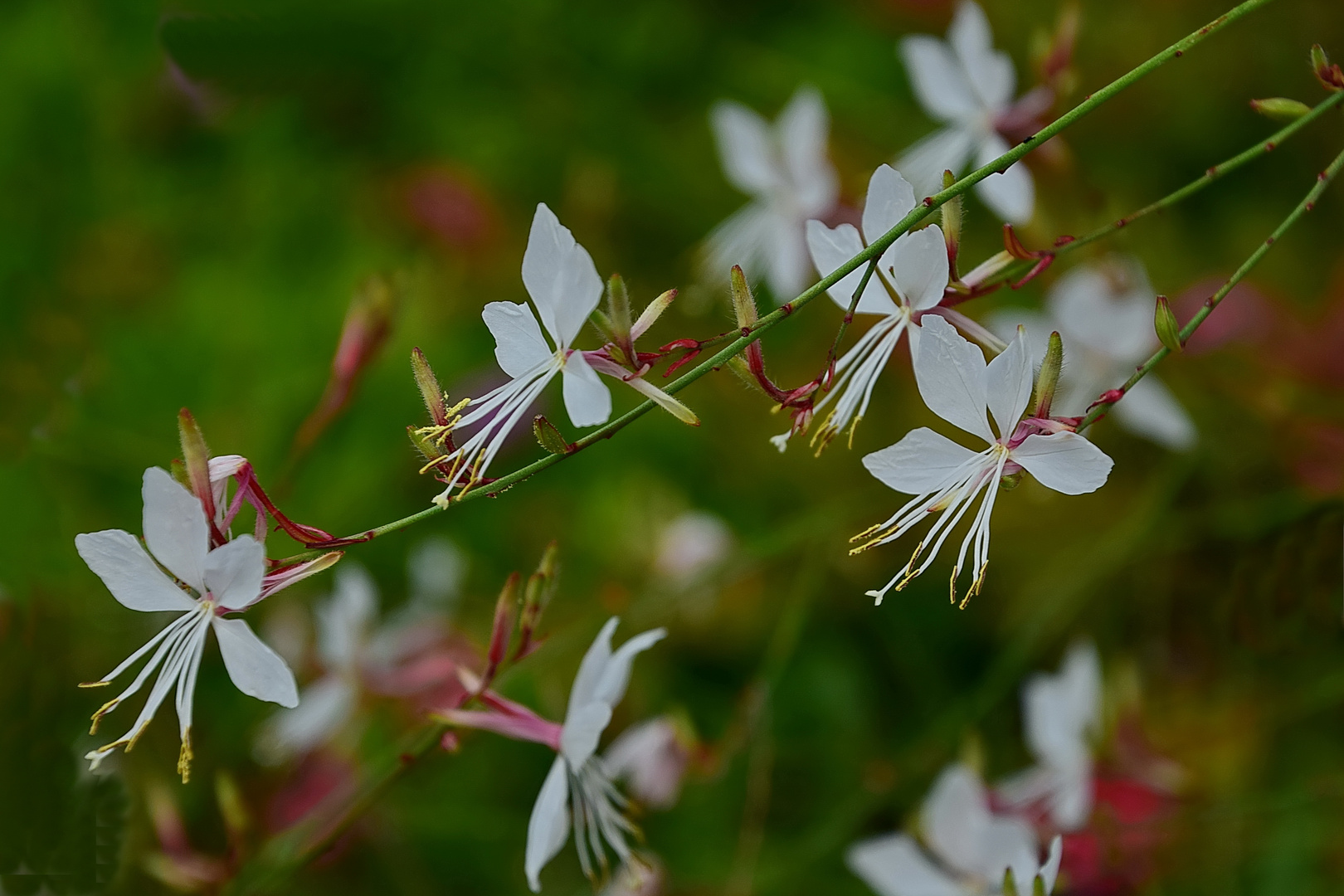 Prachtkerze (Gaura lindheimeri), auch Präriekerze