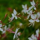 Prachtkerze (Gaura lindheimeri), auch Präriekerze