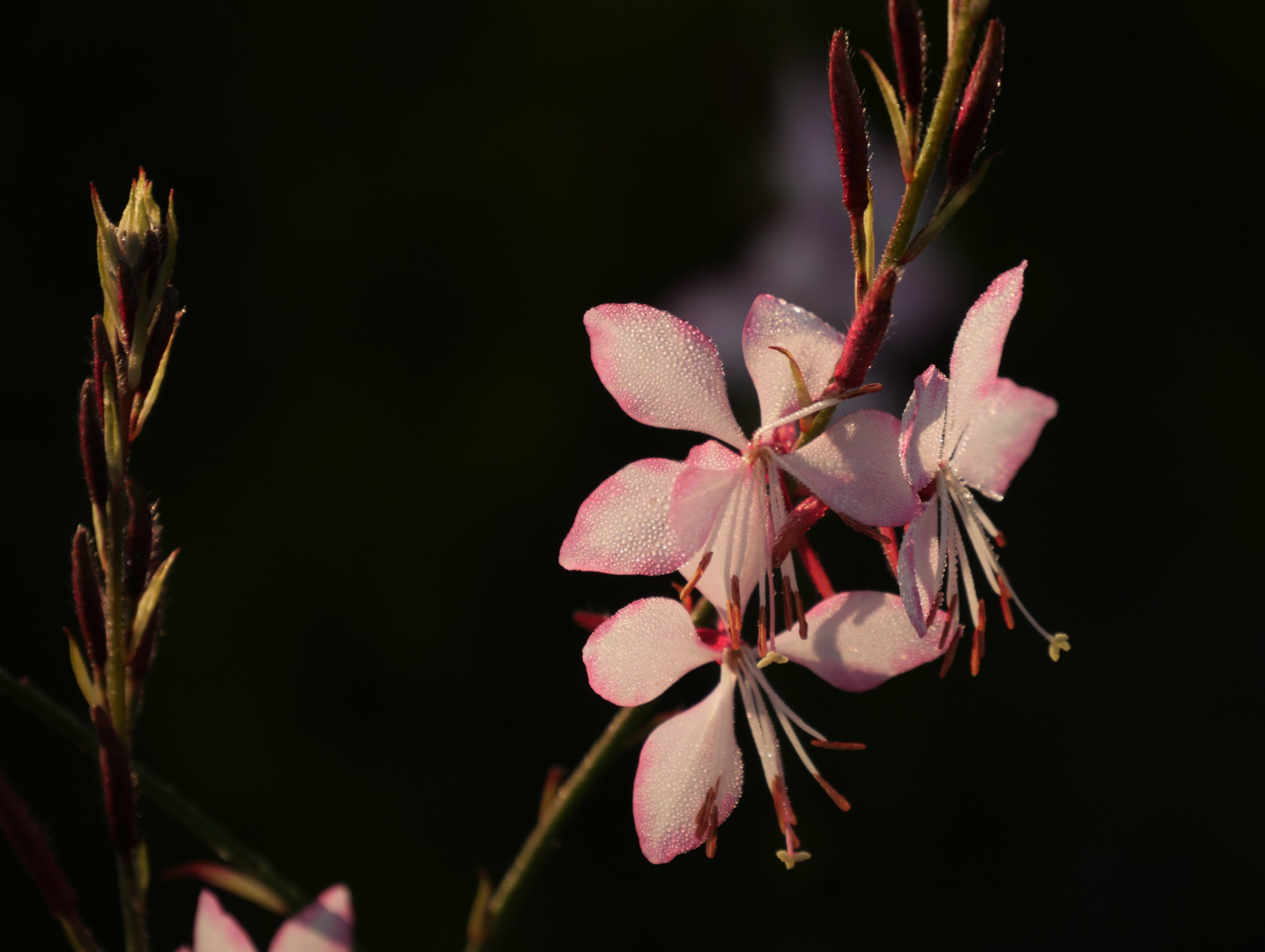 Prachtkerze mit Morgentau