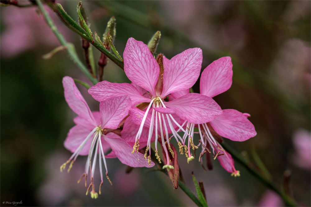 Prachtkerze Pink Dwarf - Gaura lindheimeri