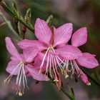 Prachtkerze Pink Dwarf - Gaura lindheimeri