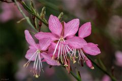 Prachtkerze Pink Dwarf - Gaura lindheimeri