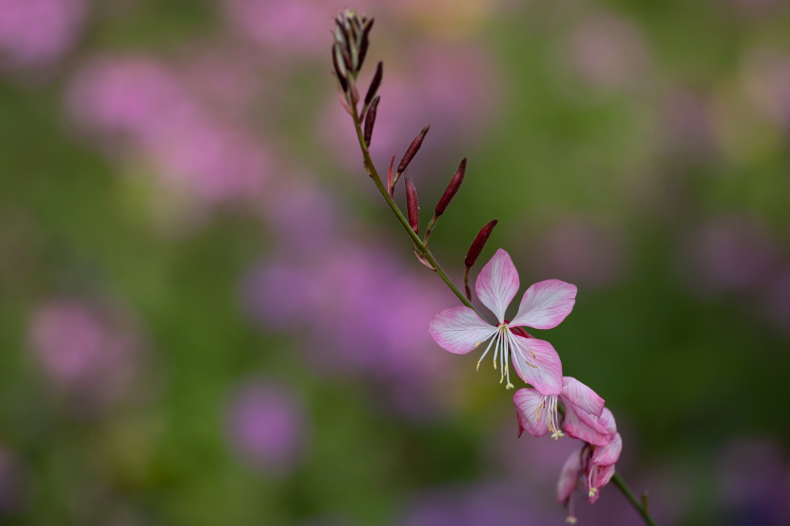 Prachtkerze Rosy Jane