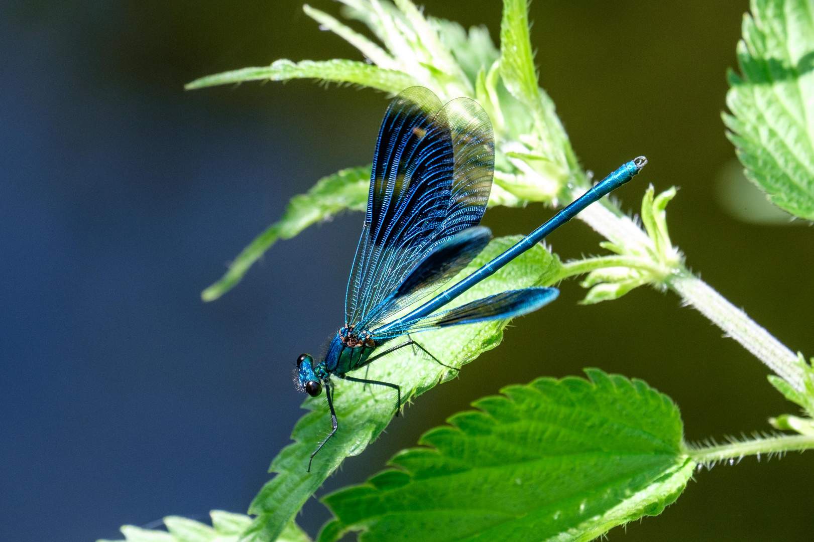 Prachtlibelle am Fluss