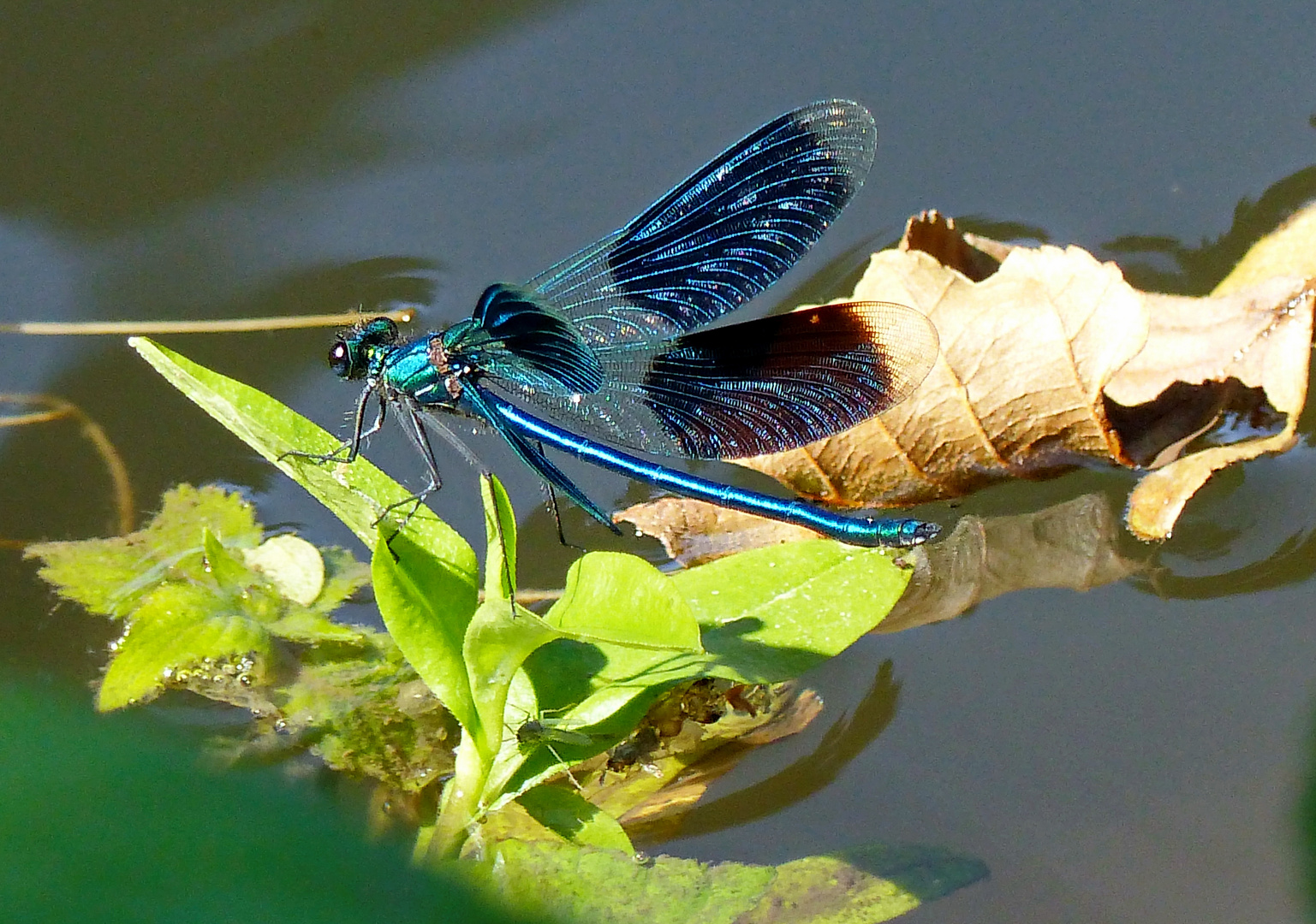 Prachtlibelle  am See 