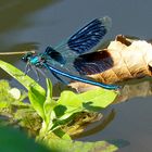 Prachtlibelle  am See 