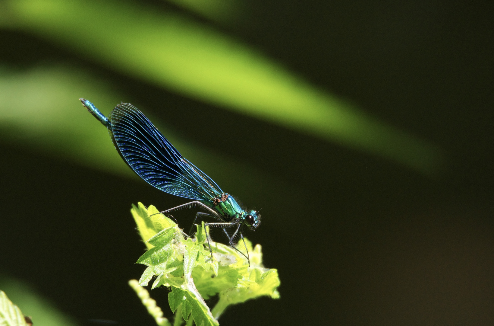 Prachtlibelle am Wassergraben