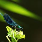 Prachtlibelle am Wassergraben