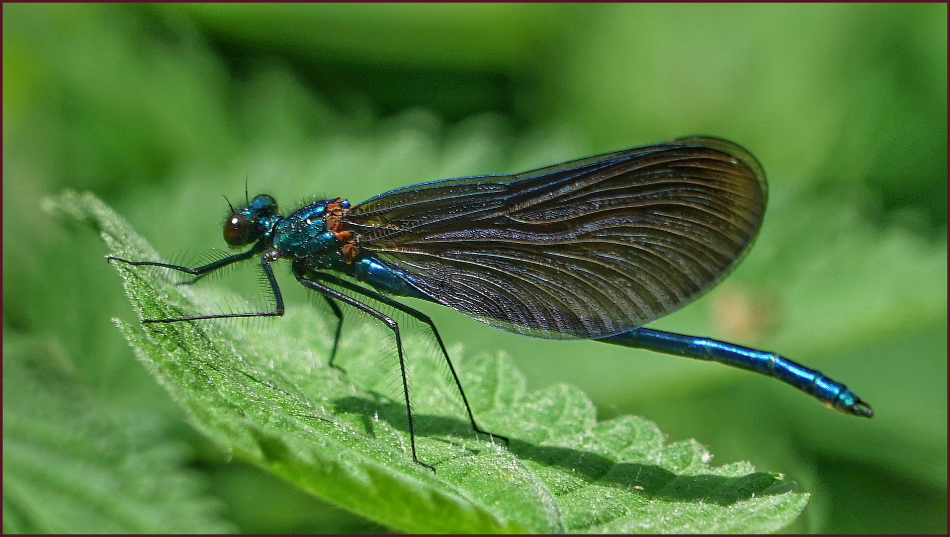 Prachtlibelle am Wegesrand