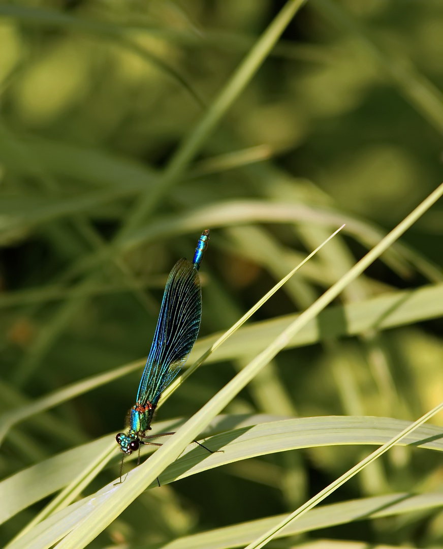 Prachtlibelle an der Hase