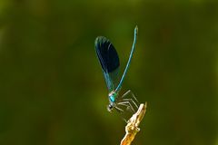 Prachtlibelle auf der Lauer