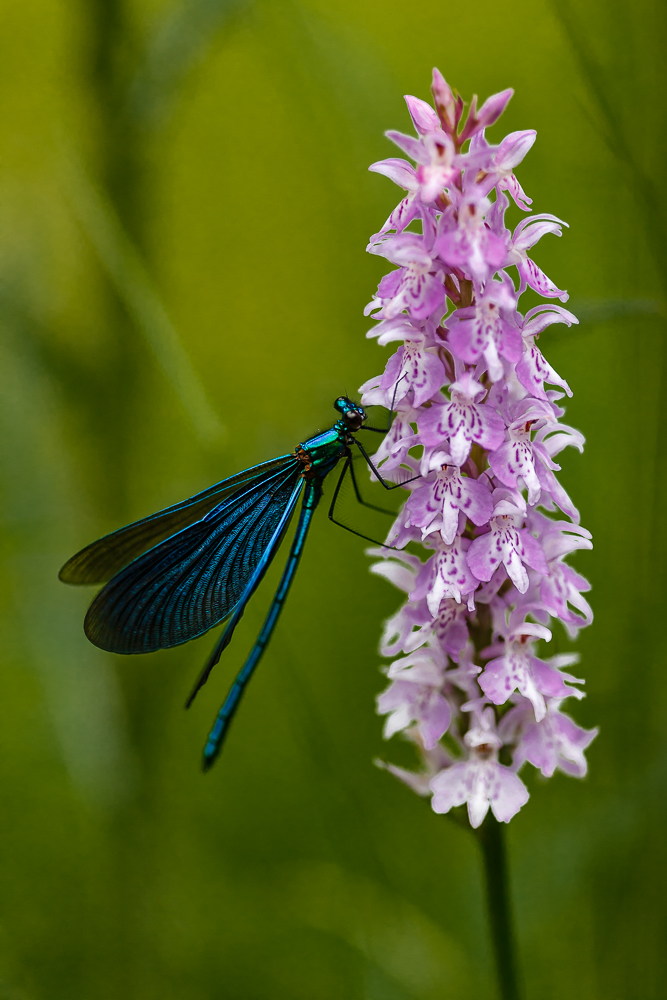 Prachtlibelle auf geflecktem Knabenkraut (eine Wild Orchidee)