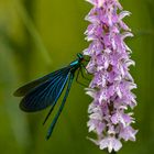 Prachtlibelle auf geflecktem Knabenkraut (eine Wild Orchidee)