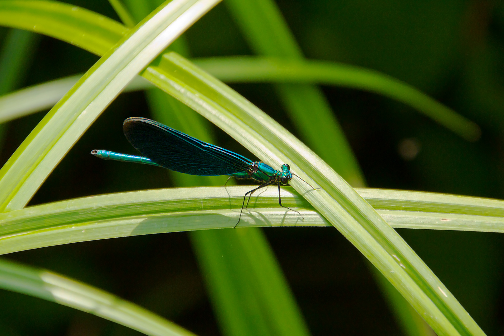 Prachtlibelle auf Gras / Dragonfly on grass