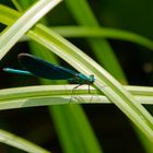 Prachtlibelle auf Gras / Dragonfly on grass