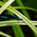 Prachtlibelle auf Gras / Dragonfly on grass