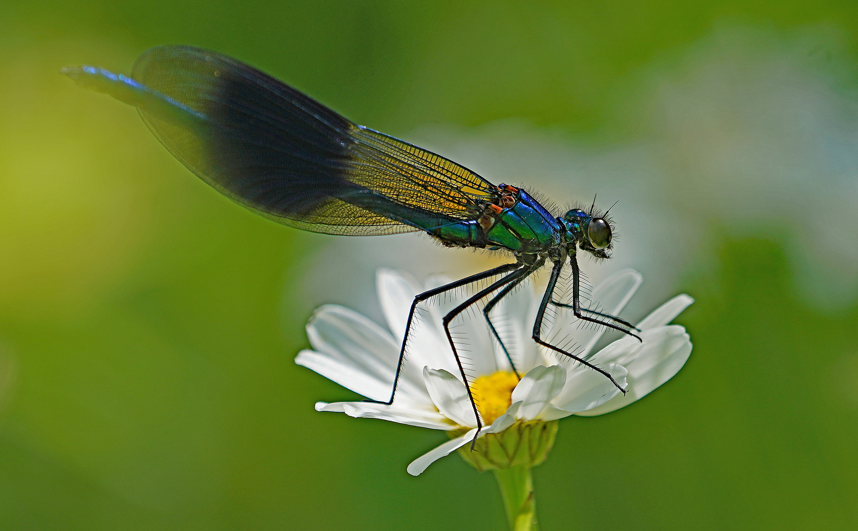 Prachtlibelle auf Margeritenblüte