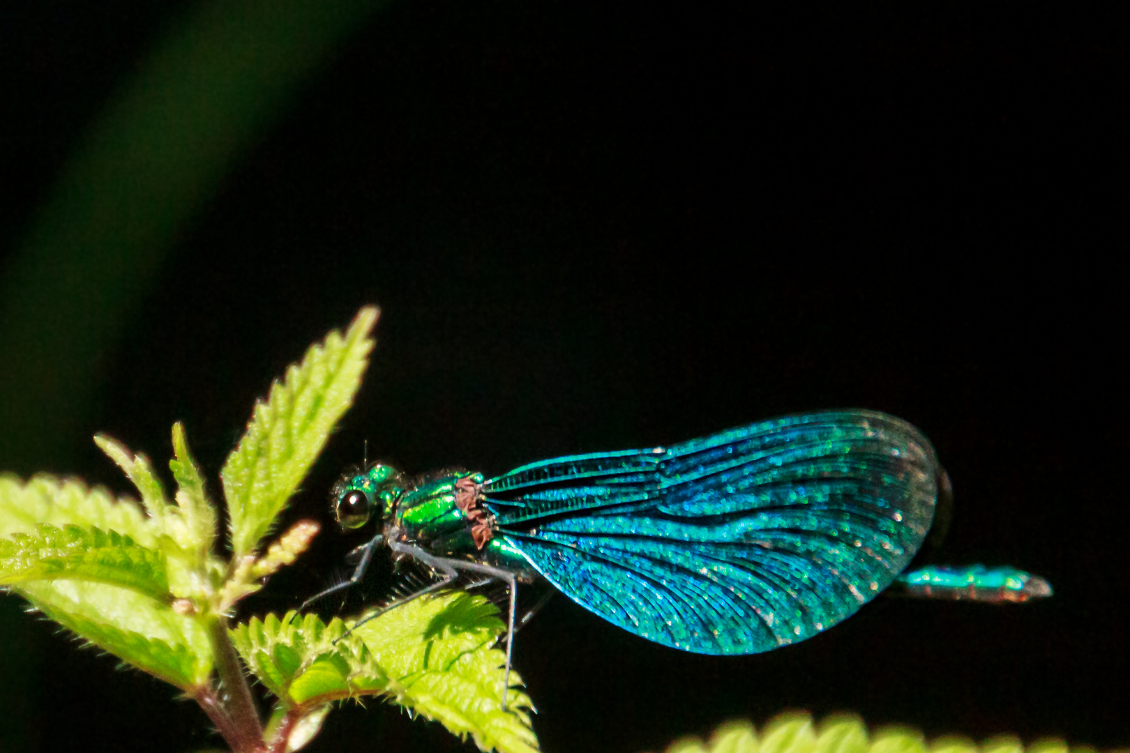 Prachtlibelle aus der Nähe / Splendid dragonfly at close range