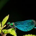 Prachtlibelle aus der Nähe / Splendid dragonfly at close range