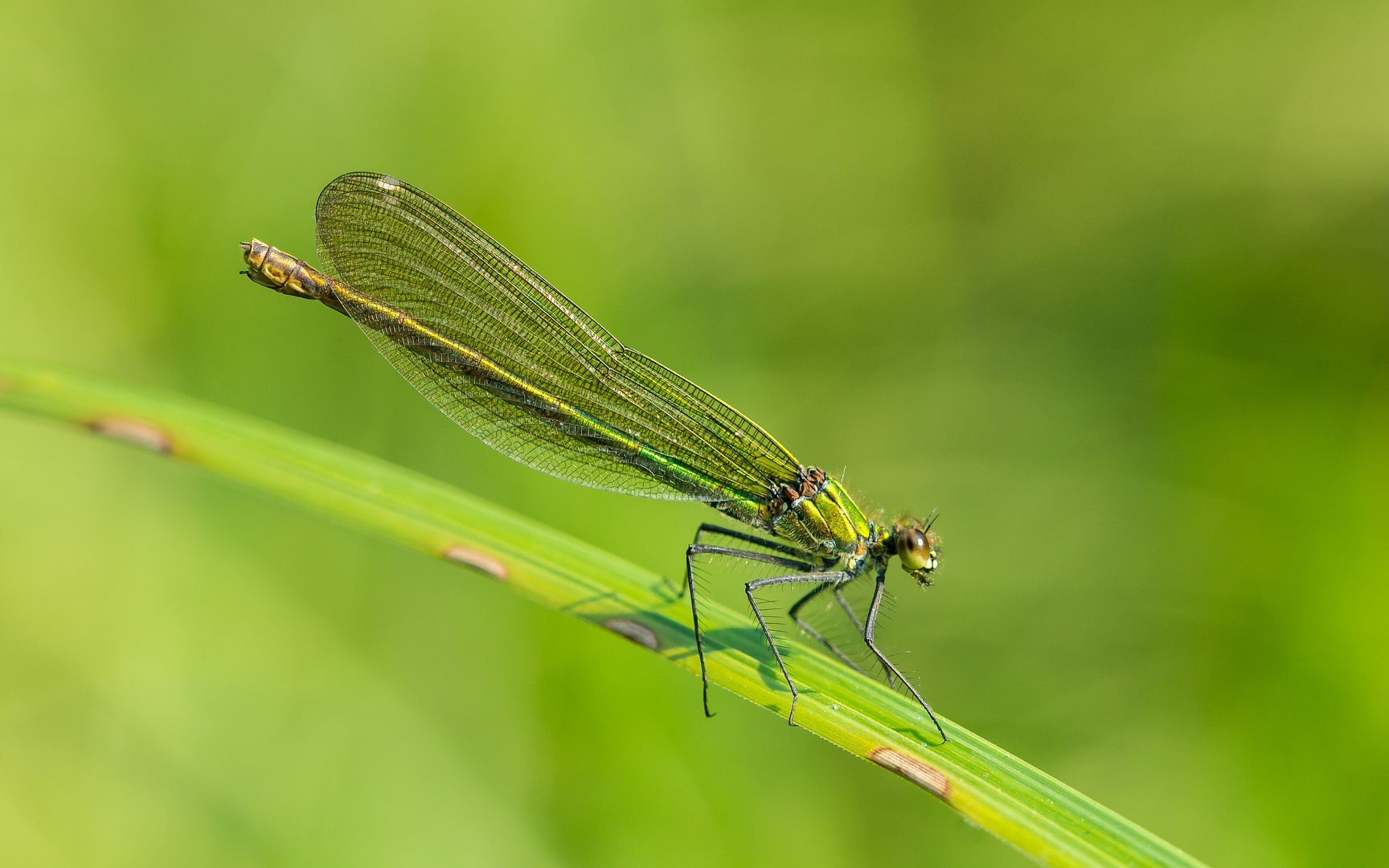 Prachtlibelle aus sonnigen Tagen