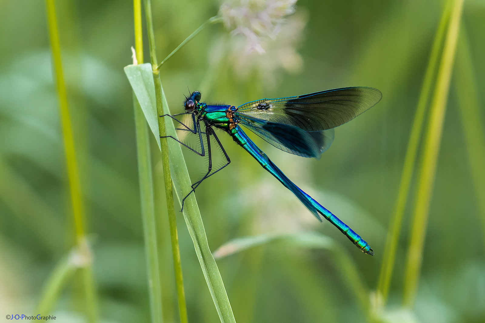 Prachtlibelle, banded demoiselle