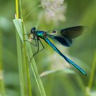 Prachtlibelle, banded demoiselle