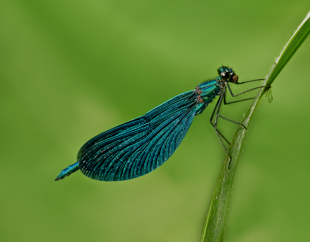 Prachtlibelle beim verspeisen eines abgerissenen Fliegenkopfes.