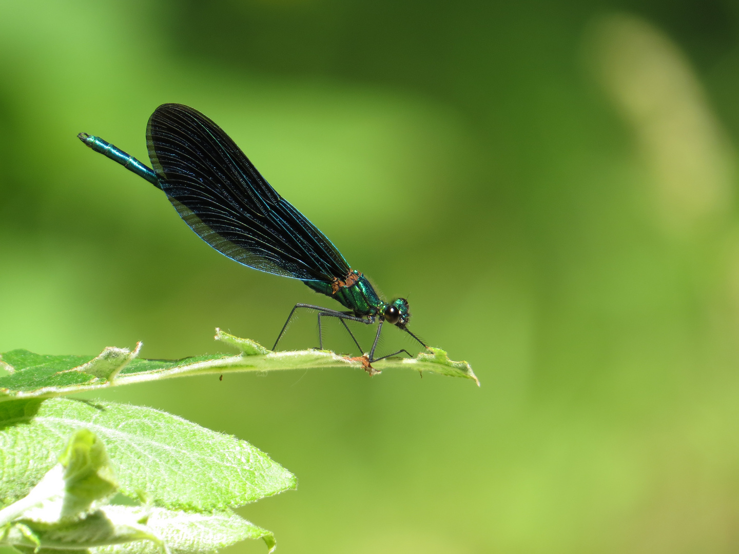 Prachtlibelle blau