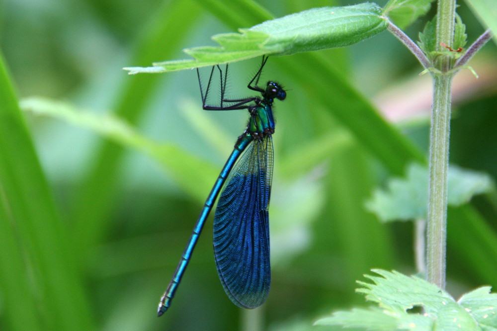 Prachtlibelle - Blauflügel