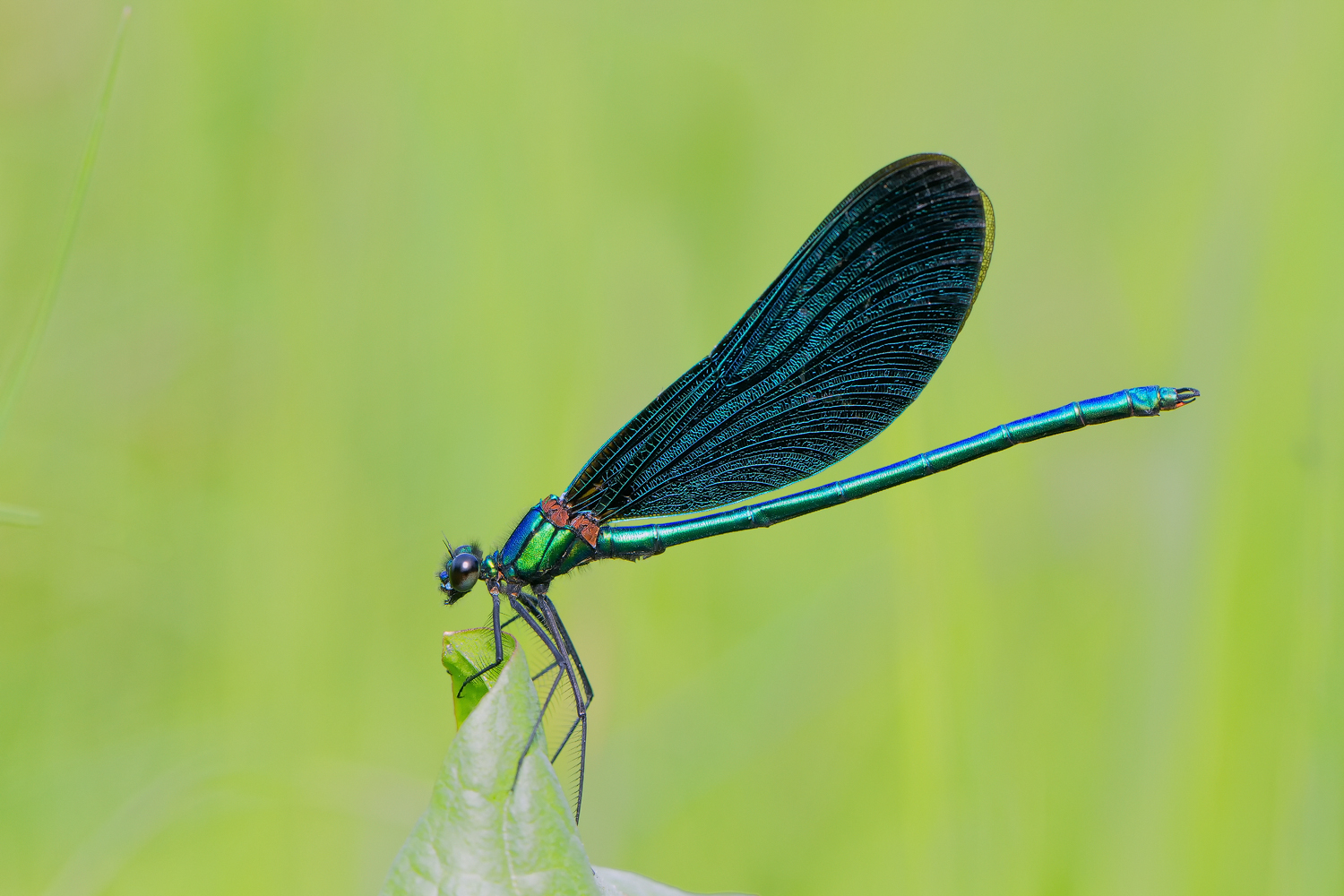   Prachtlibelle (Calopterygidae)