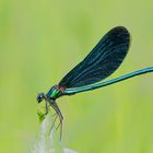   Prachtlibelle (Calopterygidae)